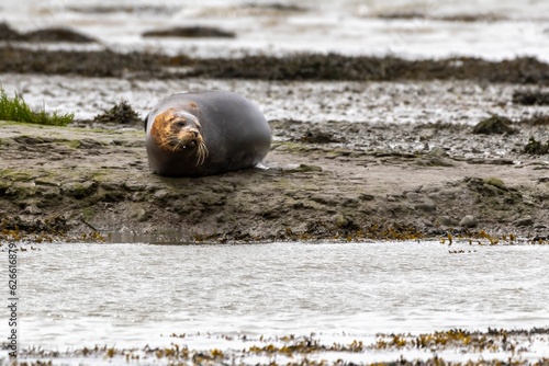 Fototapeta Naklejka Na Ścianę i Meble -  Harbour seals in the wild, Cork, Ireland