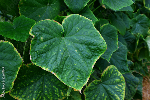 Cucumber leaves with a yellow edge. the imbalance of micro-elements and macro-elements. Problems with growing amateur organic cucumbers. Selective focus. chlorosis. improper watering