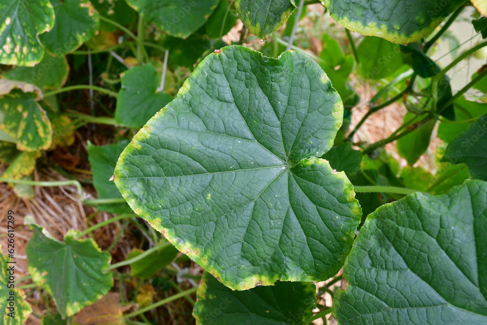 Cucumber leaves with a yellow edge. the imbalance of micro-elements and macro-elements. Problems with growing amateur organic cucumbers. Selective focus. chlorosis. improper watering Cucumber leaves with a yellow edge. the imbalance of micro-elements and macro-elements. Problems with growing amateur organic cucumbers. Selective focus. chlorosis. improper watering