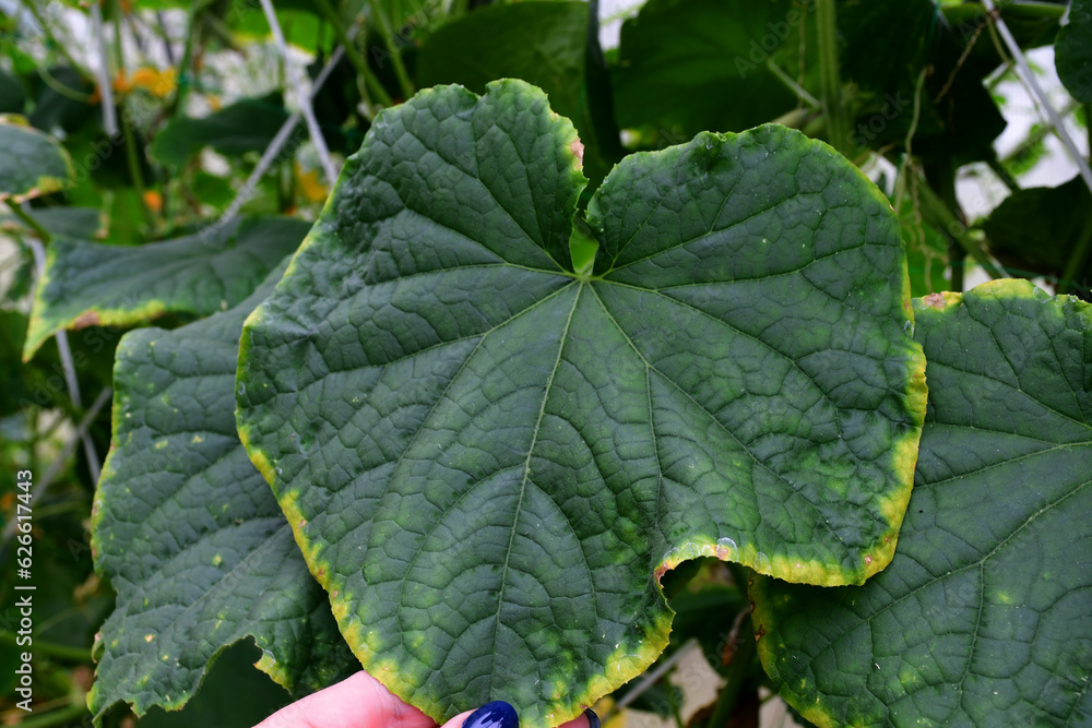 Fototapeta premium Cucumber leaves with a yellow edge. the imbalance of micro-elements and macro-elements. Problems with growing amateur organic cucumbers. Selective focus. chlorosis. improper watering