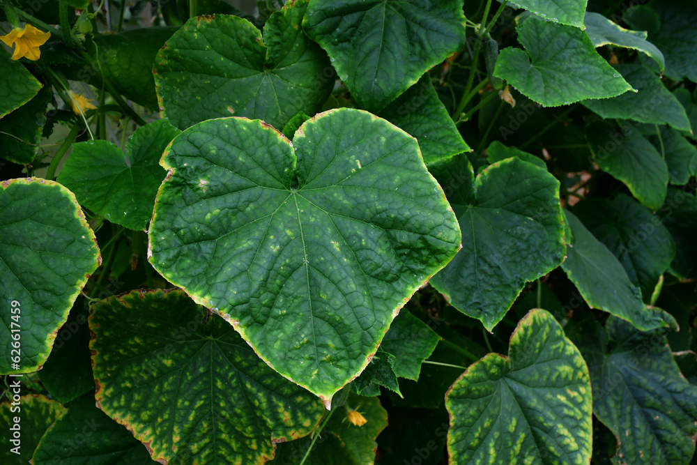 Cucumber leaves with a yellow edge. the imbalance of micro-elements and macro-elements. Problems with growing amateur organic cucumbers. Selective focus. chlorosis. improper watering Cucumber leaves with a yellow edge. the imbalance of micro-elements and macro-elements. Problems with growing amateur organic cucumbers. Selective focus. chlorosis. improper watering