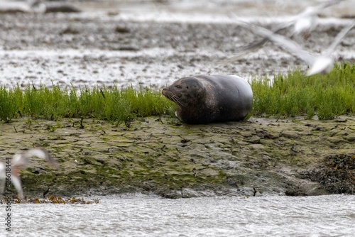 Harbour Seals resting in the River Lee, Cork, Ireland