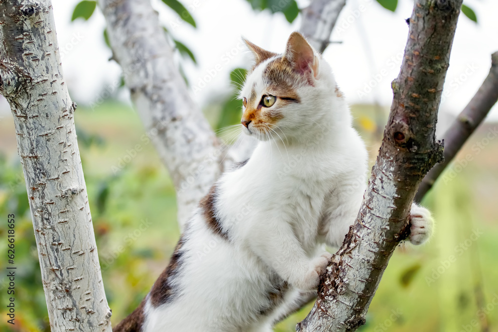 White spotted cat looks cautiously into the distance White spotted cat looks cautiously into the distance