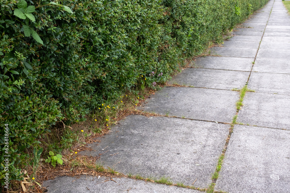 stone path in the park