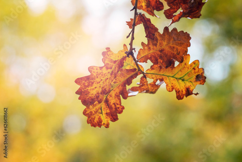 Oak branch with dry leaves on blurred background, autumn background, copy space