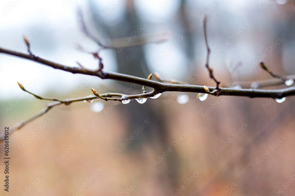 Wet tree branch with raindrops on a blurred background Wet tree branch with raindrops on a blurred background