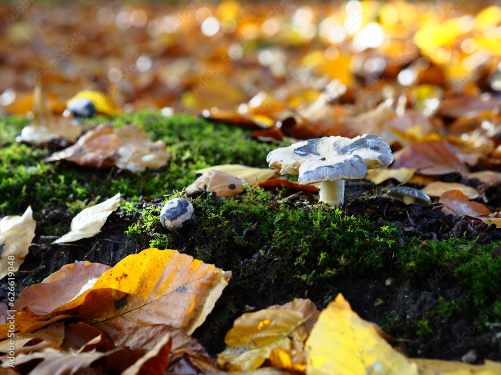 Obraz premium mushrooms on moss floor