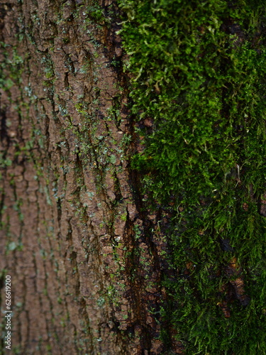 half moss tree bark