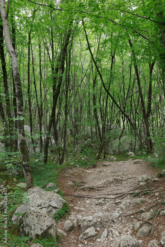 Path to Waterfall Boka in Triglav National Park , Slovenia, Bovec, Europe
Path to Waterfall Boka in Triglav National Park , Slovenia, Bovec, Europe