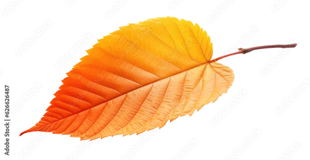 Red and orange autumn leaf cut out Red and orange autumn leaf cut out