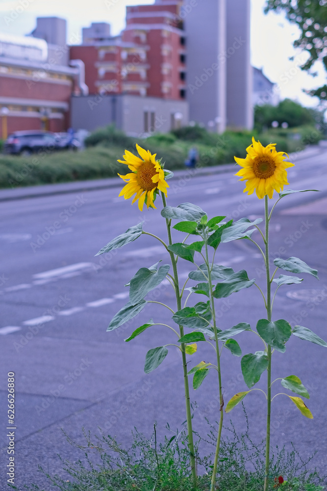 Sunflowers on a traffic road, isolated