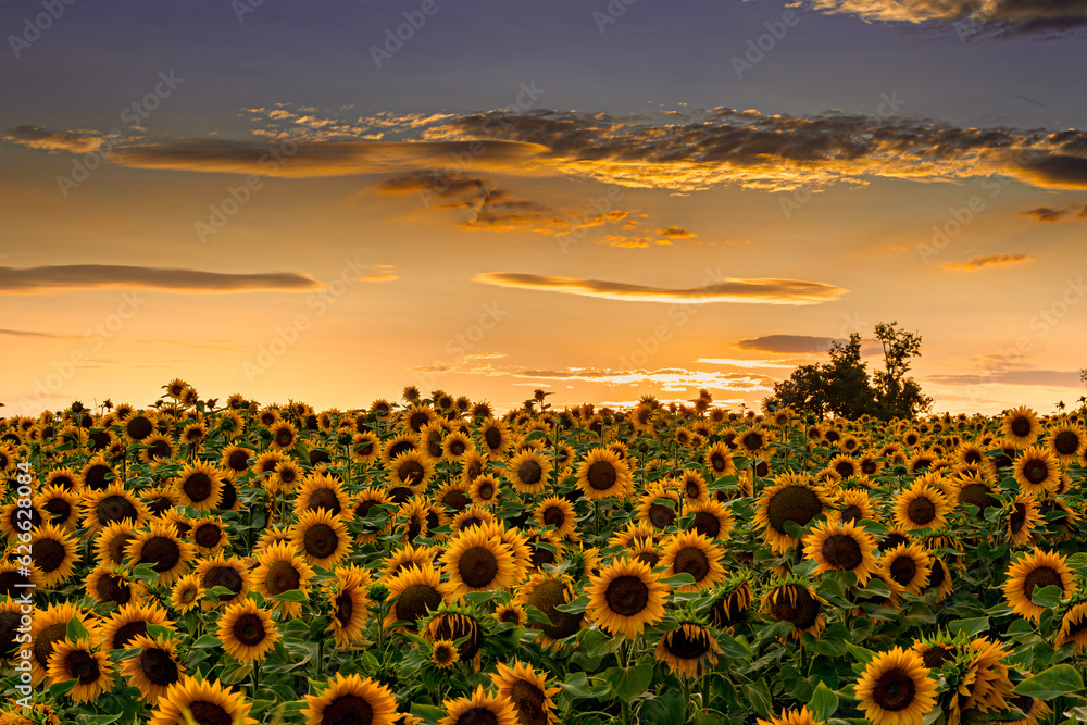 Obraz premium Sonnenblumen