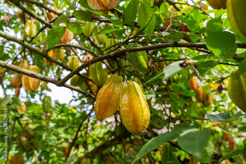 Foto Close up view of a organic  Star fruit -carambola tree full with Fruit