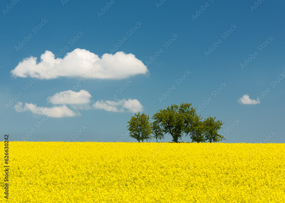 Obraz premium rapeseed field and blue sky with clouds on a sunny day