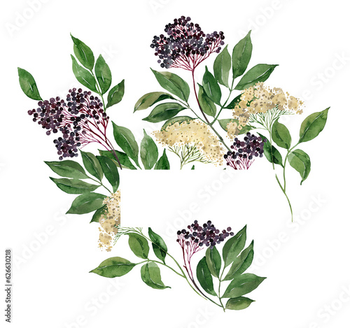 Elderberry, elderflowers frame, border, bouquet. Home grown medicine plant, apothecary ingredient, healthy organic food illustration. Print, broshure, poster, postcard