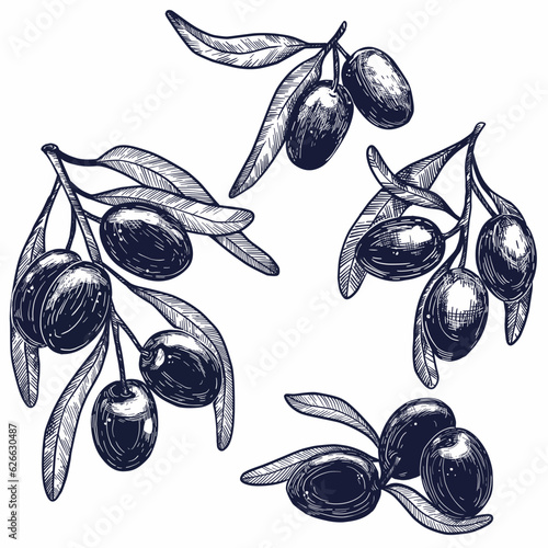Olive Branch in Linear Style hand draw style
