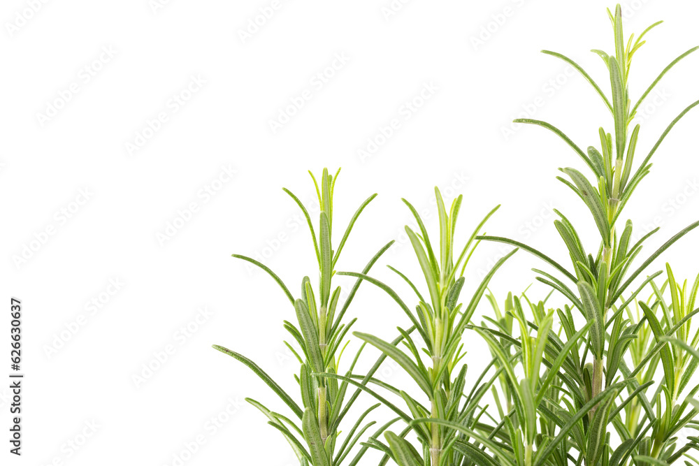 Branches of rosemary on a white background Branches of rosemary on a white background