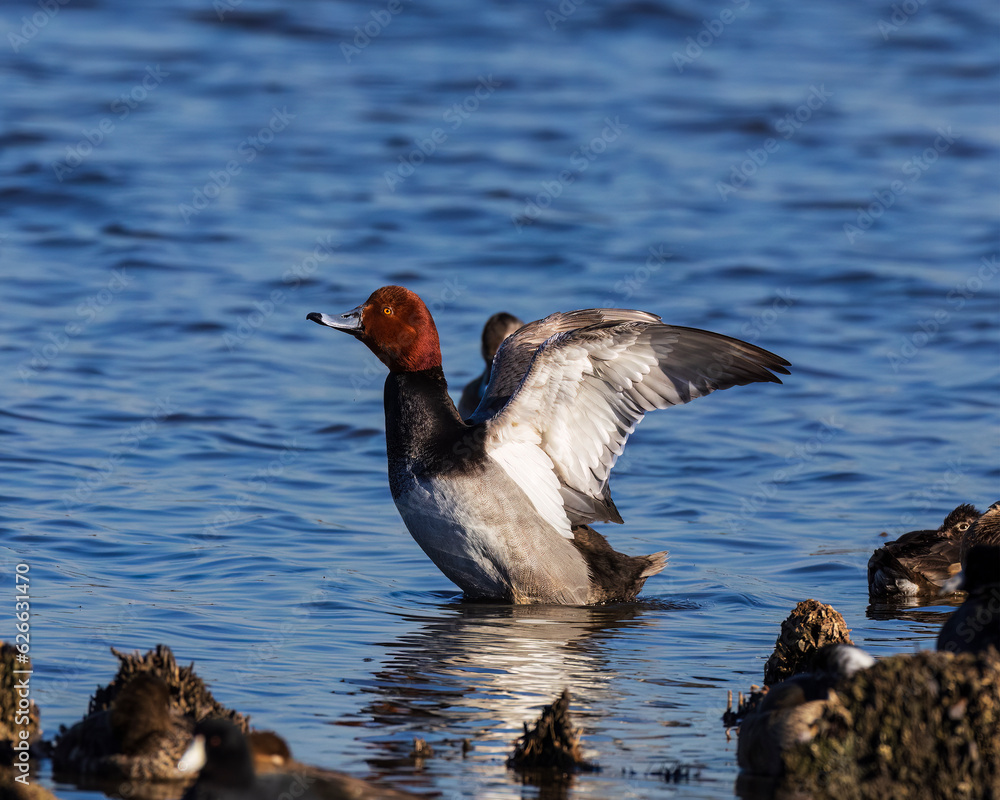 This is the second part of the Redhead rising from the water in the lighthouse pond at St Marks NWR. Ducks do this from time to time, rising out of the water and flapping their wings for a bit. This is the second part of the Redhead rising from the water in the lighthouse pond at St Marks NWR. Ducks do this from time to time, rising out of the water and flapping their wings for a bit.