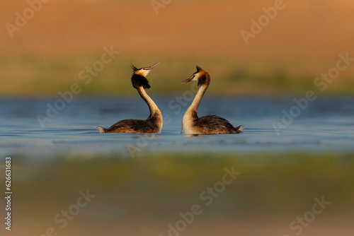 Birds love. Colorful nature background.Great Crested Grebe. (Podiceps cristatus). 