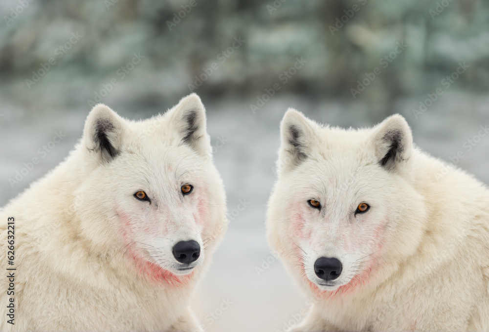 Obraz premium two polar wolves on a blurred background