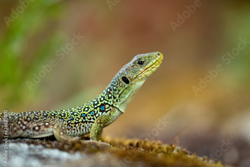 Vista de perfil de un lagarto ocelado
