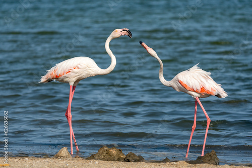 Greater flamingo (Phoenicopterus roseus) fighting, Murcia, Spain