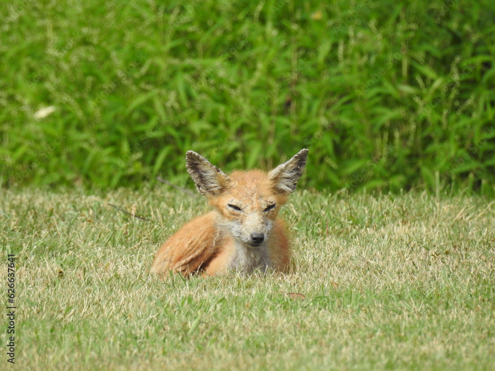 A red fox with a mange infection living in Cecil County, Maryland. A red fox with a mange infection living in Cecil County, Maryland.