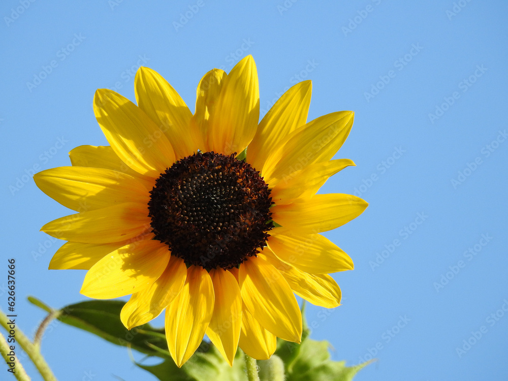 Fototapeta premium A beautiful sunflower bloomed during the late summer season, Elkton, Cecil County, Maryland. 