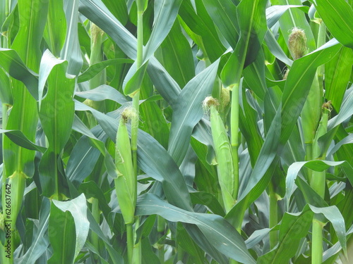 Fotografija Corn growing on green stalks during the late summer season, Cecil County, Maryland