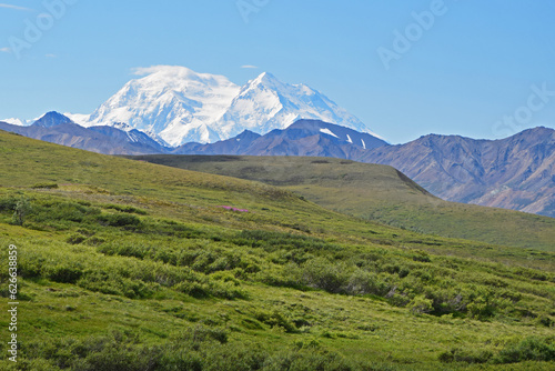 Green grass and bushes meadow on a sunny summer day with the Denali montain peak in the background in the Denali National Park, Alaska, United States of America