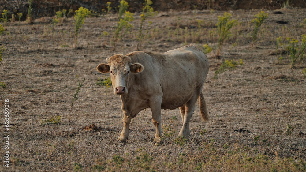 Fototapeta premium vaca quinta, produção carne natureza, mamífero