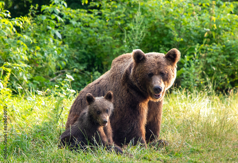 A brown bear with her cub sitting on the grass next to each other, together. Adorable bears family