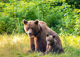 Profile of a family of brown bear Ursus Actos standing on the grass. The mother and the cub are sitting on their backs on the grass looking at the same place. Animals in the wild