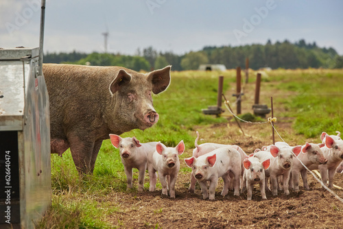 Photo Eco pig farm in the field in Denmark