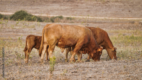 vaca quinta, produção carne natureza, mamífero © Comprimido