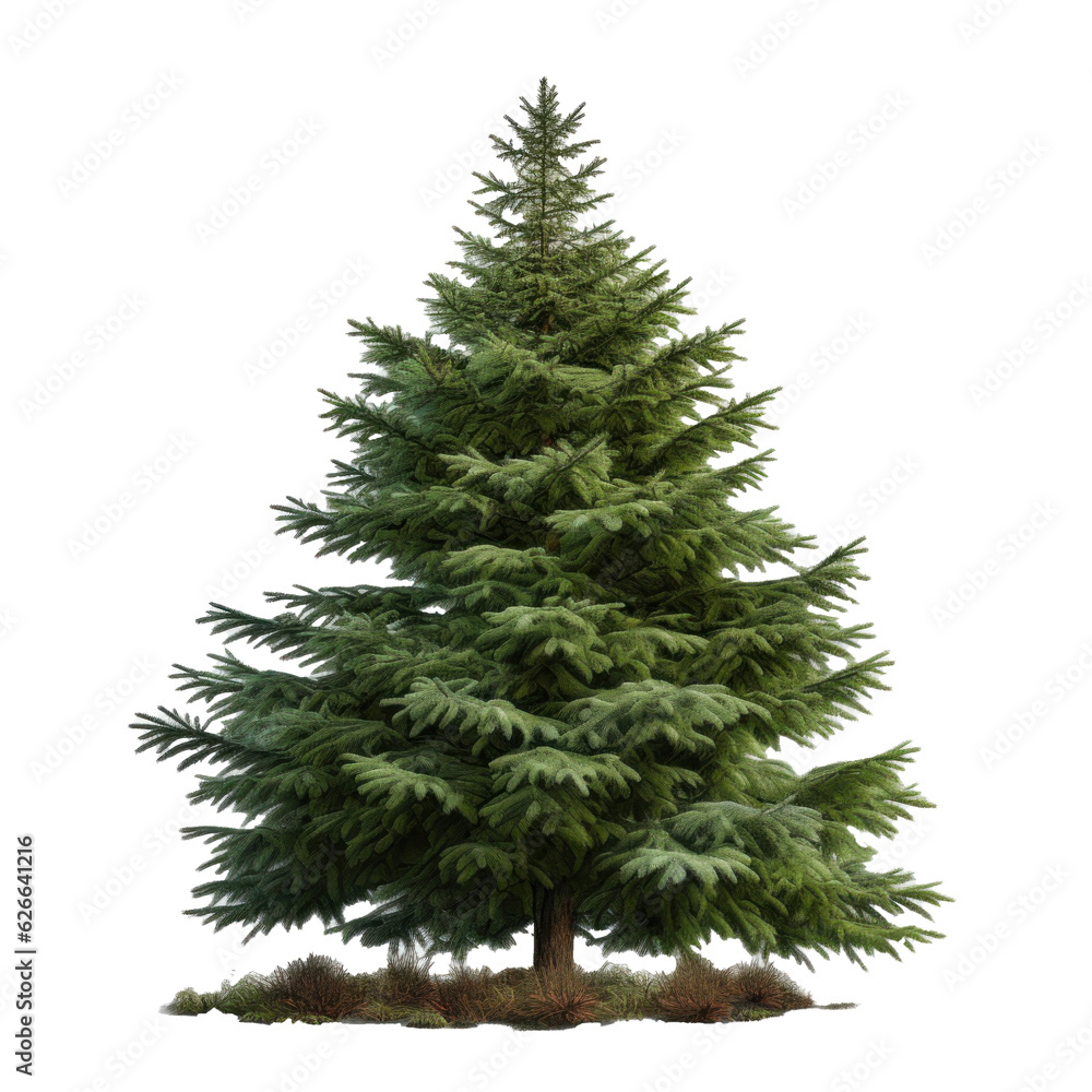 Fototapeta premium Christmas tree isolated