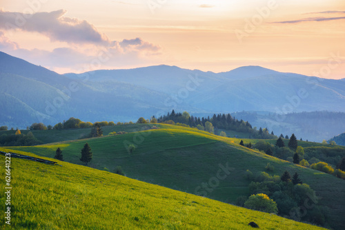 grassy hills and meadows on rolling hills. beautiful mountain landscape with borzhava ridge in the distance in evening light