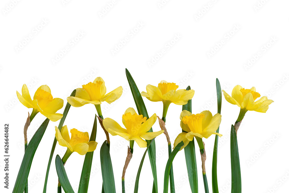 Beautiful bouquet of yellow daffodils or narcissus isolated on white, transparent background, PNG. Blooming spring flowers, Easter bells. Spring greeting card, invitation card, birthday, mother's day