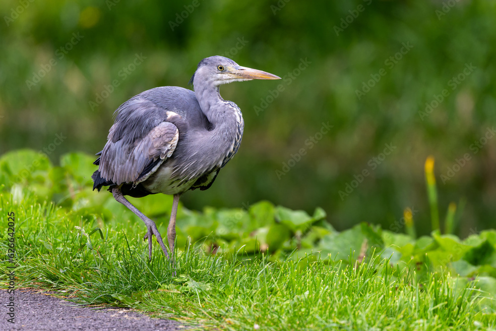 Naklejka premium Grey Heron