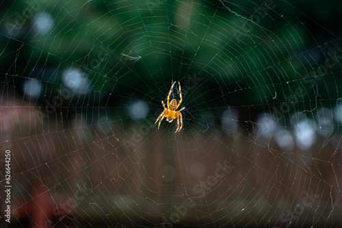 Garden Spider on web - Araneus diadematus