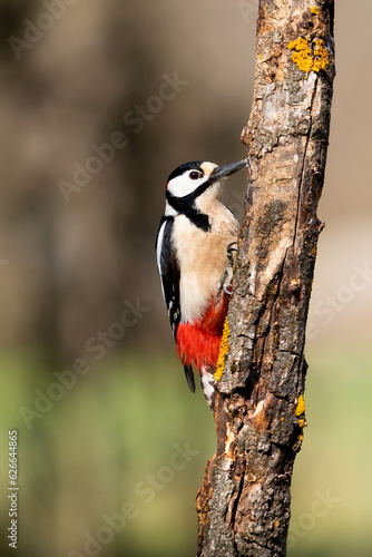 pico picapinos buscando comida en un arbol