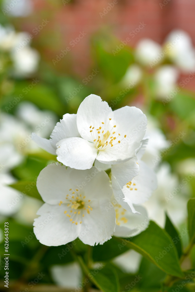 White jasmine flowers on a green bush. Large hydrangea flowers. Hydrangeaceae. Philadelphus. White jasmine flowers on a green bush. Large hydrangea flowers. Hydrangeaceae. Philadelphus.