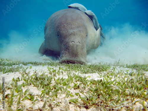 Konstfotografi Dugongo. Sea Cow in Marsa Alam. Marsa Mubarak bay.