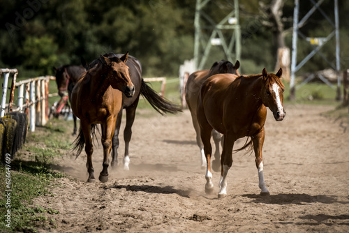 Fototapeta Naklejka Na Ścianę i Meble -  beautiful horses in a stud farm