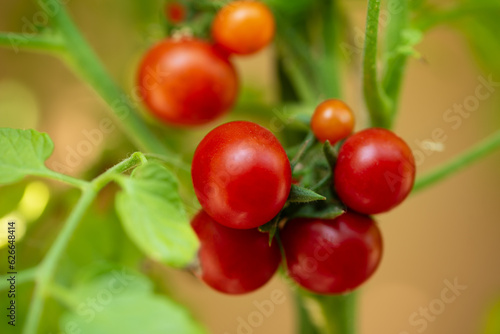 Ripe cherry tomato plant growing in garden