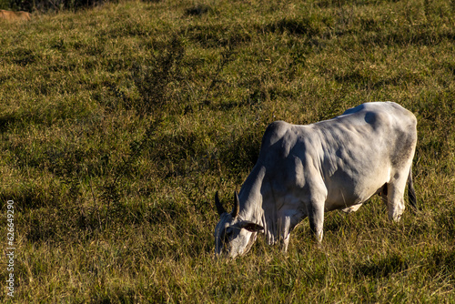 Herd of zebu Nellore animals in a pasture area of a beef cattle farm in Brazil