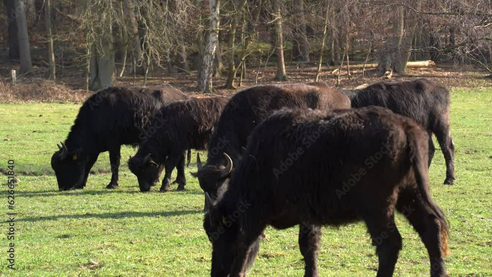 Carpathian water buffalos grazing on the grass field in spring Carpathian water buffalos grazing on the grass field in spring
