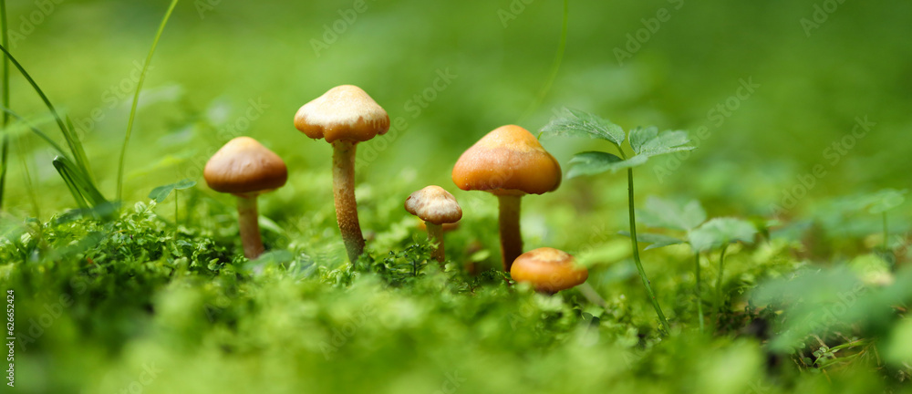 Fototapeta premium Group of small orange-brown mushrooms growing in a green mossy forest floor. The mushrooms have a conical cap and thin long stems. The background consists of green moss and small plants.