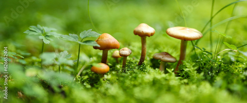 Group of small orange-brown mushrooms growing in a bed of green moss and grass on a green forest floor. The mushrooms have a shiny cap and are in focus while the background is blurred. © Andrii Zastrozhnov