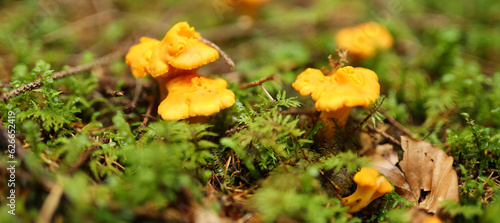 Group of small orange mushrooms growing in a bed of green moss. The mushrooms have a wavy cap and a thin stem.